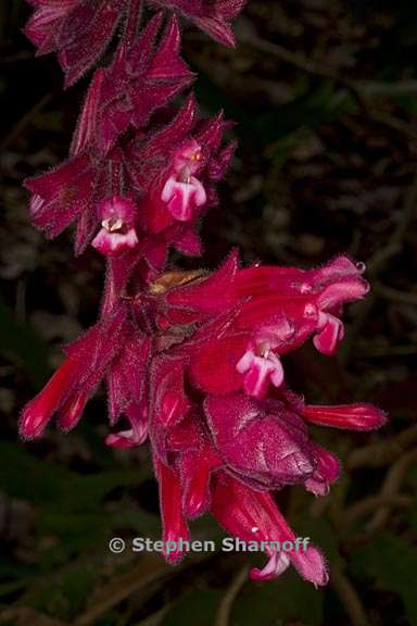 salvia wagneriana 6 graphic